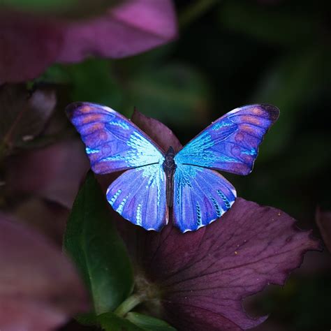 Magical airborne butterfly